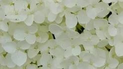 Hydrangea Arborescens 'Annabelle' 18 Hydrangea Arborescens 'Annabelle' -Cheap Plants Store pl0000003968 card9 lg
