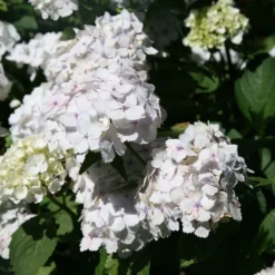 Hydrangea Macrophylla 'Madame Emile Mouillère'