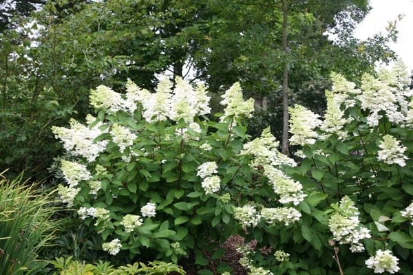 Hydrangea Paniculata 'Unique' 2 Hydrangea Paniculata 'Unique' - Image 2