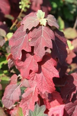 Hydrangea Quercifolia Snow Queen ('Flemygea') -Cheap Plants Store pl0000003990 card3 lg