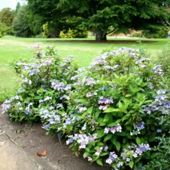 Hydrangea Serrata 'Bluebird' -Cheap Plants Store pl0000003992 card3 lg