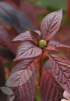 Hydrangea Serrata 'Bluebird' -Cheap Plants Store pl0000003992 card4 lg