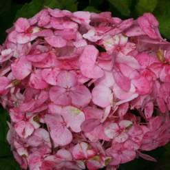 Hydrangea 'Preziosa'