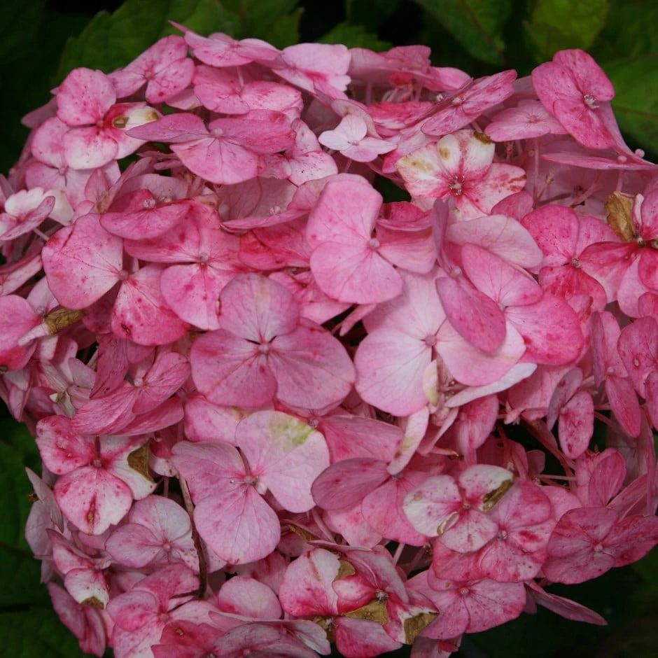 Hydrangea 'Preziosa' 1 Hydrangea 'Preziosa'