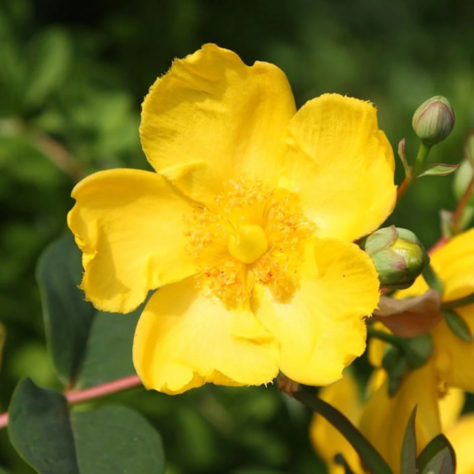 Hypericum × Hidcoteense 'Hidcote' 1 Hypericum × Hidcoteense 'Hidcote'