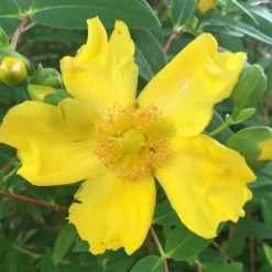 Hypericum × Hidcoteense 'Hidcote' 5 Hypericum × Hidcoteense 'Hidcote' -Cheap Plants Store pl0000004004 card3 lg