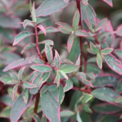 Hypericum × Moserianum 'Tricolor' -Cheap Plants Store pl0000004007 card3 lg