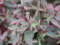 Hypericum × Moserianum 'Tricolor' -Cheap Plants Store pl0000004007 card4 lg