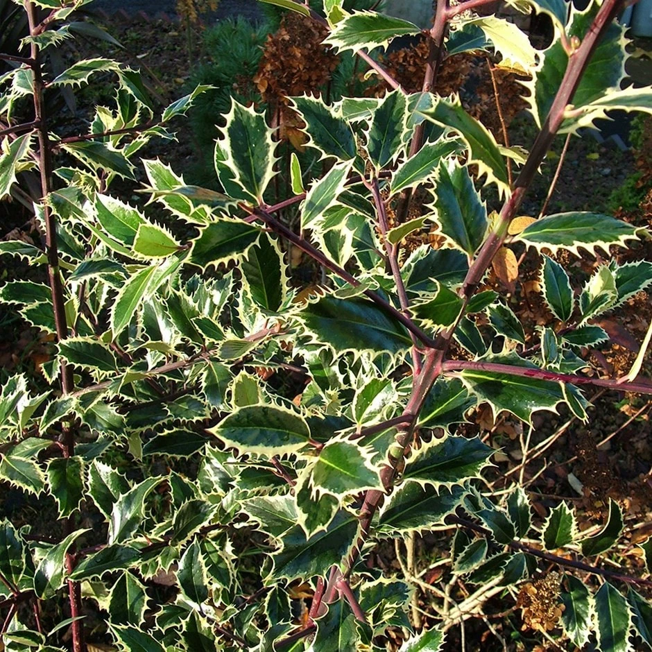 Ilex Aquifolium 'Handsworth New Silver' 1 Ilex Aquifolium 'Handsworth New Silver'