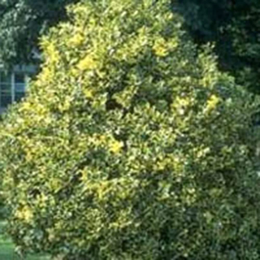 Ilex × Altaclerensis 'Golden King' 2 Ilex × Altaclerensis 'Golden King' - Image 2