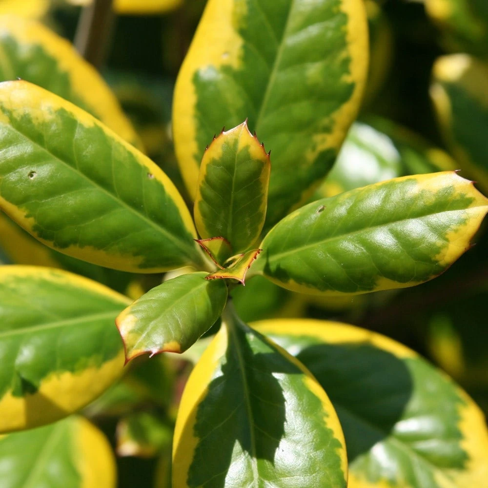 Ilex × Altaclerensis 'Golden King' 3 Ilex × Altaclerensis 'Golden King' - Image 3