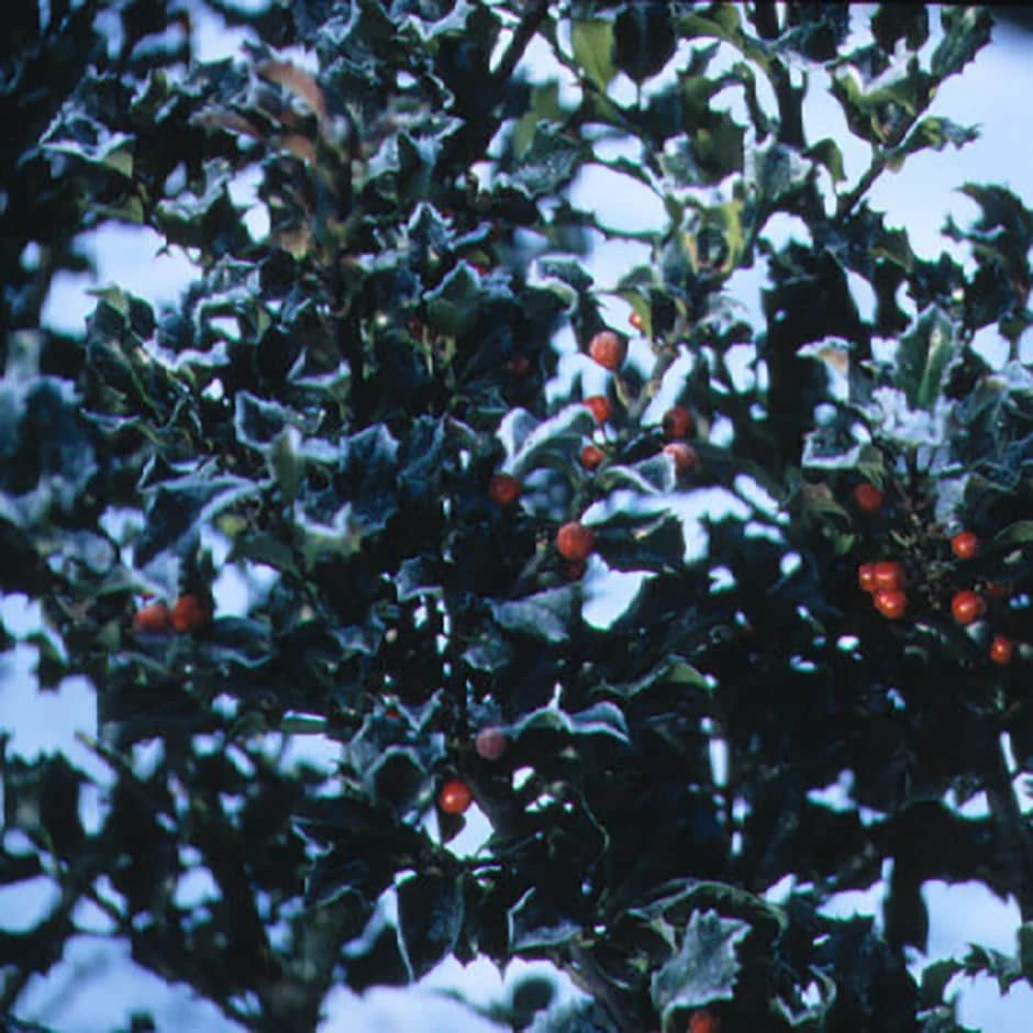 Ilex × Meserveae Blue Princess ('Conapri') 1 Ilex × Meserveae Blue Princess ('Conapri')