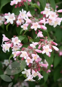 Kolkwitzia Amabilis 'Pink Cloud' -Cheap Plants Store pl0000004041 card3 lg