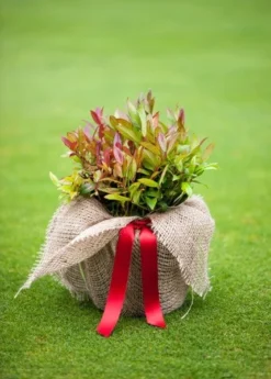 Leucothoe Scarletta ('Zeblid') -Cheap Plants Store pl0000004081 card4 lg