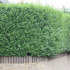 Ligustrum Ovalifolium - Privet Hedging -Cheap Plants Store pl0000004093 card3 lg