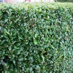 Ligustrum Ovalifolium - Privet Hedging -Cheap Plants Store pl0000004093 card4 lg