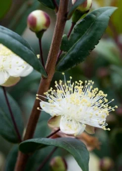 Myrtus Communis Subsp. Tarentina -Cheap Plants Store pl0000004115 card4 lg