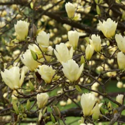 Magnolia 'Elizabeth'