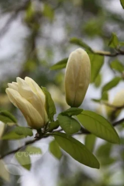 Magnolia 'Elizabeth' -Cheap Plants Store pl0000004122 card3 lg