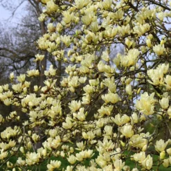 Magnolia 'Elizabeth' -Cheap Plants Store pl0000004122 card4 lg