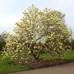 Magnolia 'Elizabeth' -Cheap Plants Store pl0000004122 card5 lg