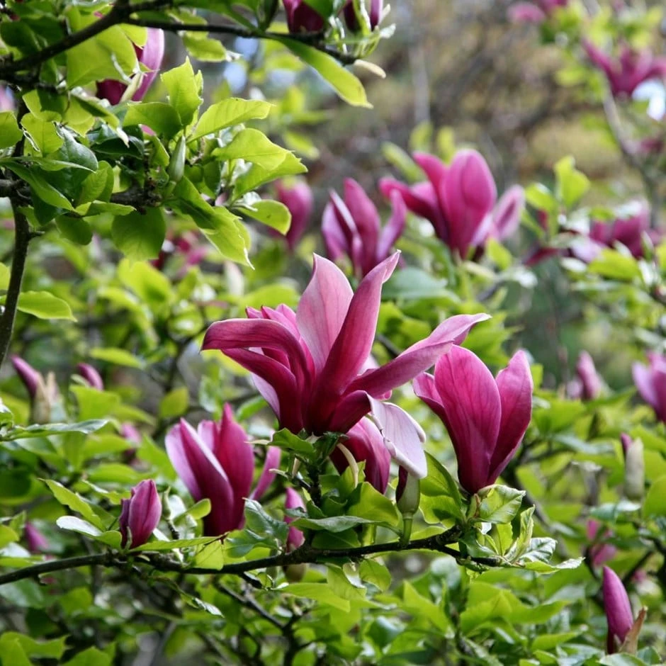 Magnolia Liliiflora 'Nigra' 1 Magnolia Liliiflora 'Nigra'