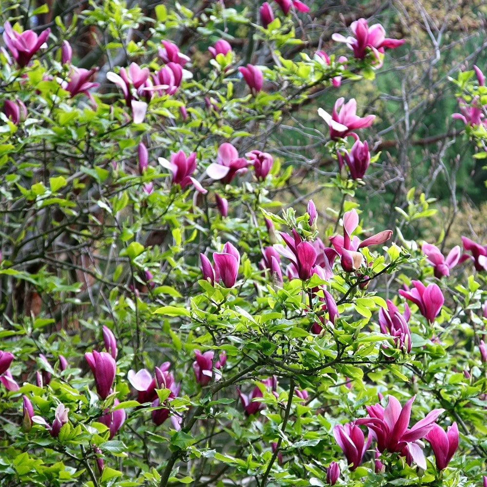 Magnolia Liliiflora 'Nigra' 2 Magnolia Liliiflora 'Nigra' - Image 2
