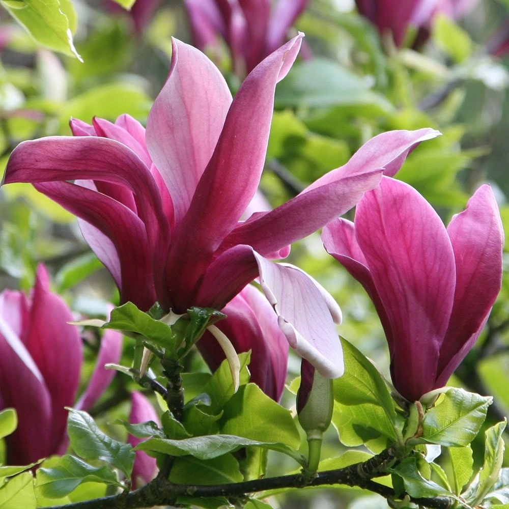 Magnolia Liliiflora 'Nigra' 4 Magnolia Liliiflora 'Nigra' - Image 4