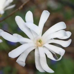 Magnolia Stellata 9 Magnolia Stellata -Cheap Plants Store pl0000004139 card5 lg