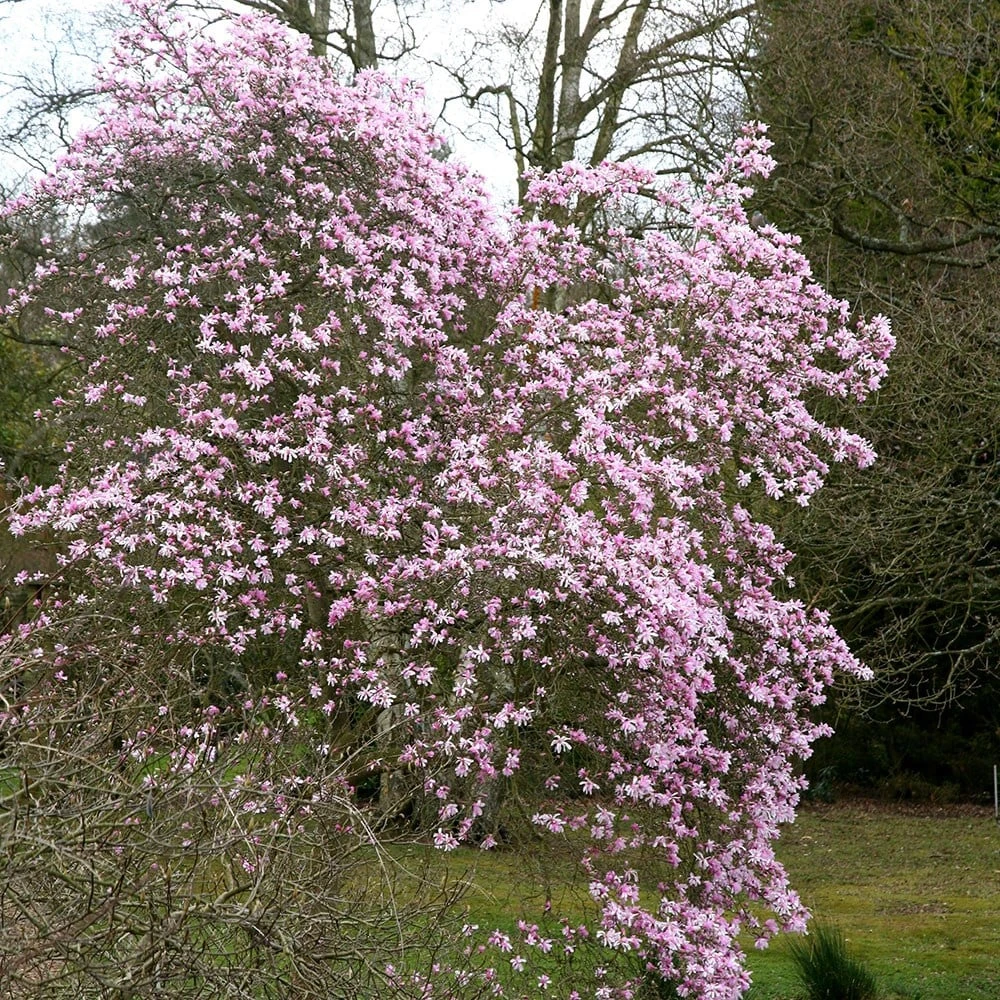 Magnolia × Loebneri 'Leonard Messel' 2 Magnolia × Loebneri 'Leonard Messel' - Image 2