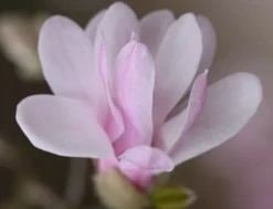 Magnolia × Loebneri 'Leonard Messel' 9 Magnolia × Loebneri 'Leonard Messel' -Cheap Plants Store pl0000004144 card4 lg