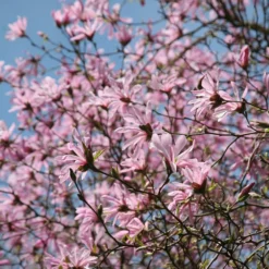 Magnolia × Loebneri 'Leonard Messel' 10 Magnolia × Loebneri 'Leonard Messel' -Cheap Plants Store pl0000004144 card5 lg