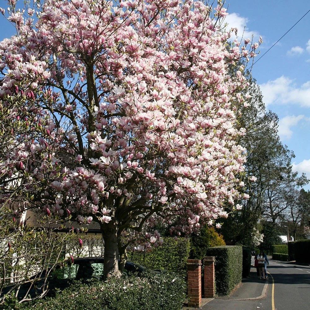 Magnolia × Soulangeana 2 Magnolia × Soulangeana - Image 2
