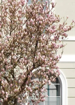 Magnolia × Soulangeana 6 Magnolia × Soulangeana -Cheap Plants Store pl0000004146 card3 lg