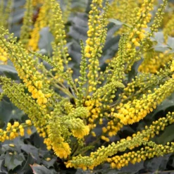 Mahonia × Media 'Winter Sun'