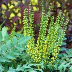 Mahonia × Media 'Winter Sun' -Cheap Plants Store pl0000004161 card3 lg