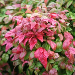 Nandina Domestica 'Fire Power'