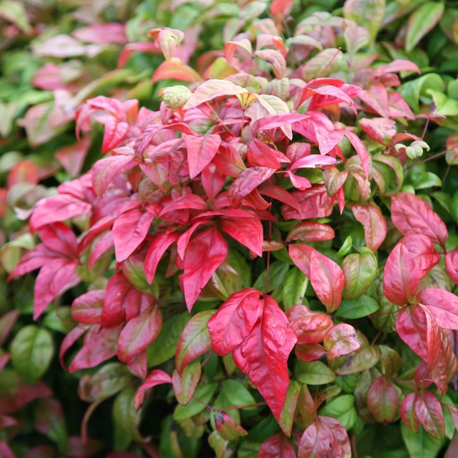 Nandina Domestica 'Fire Power' 1 Nandina Domestica 'Fire Power'