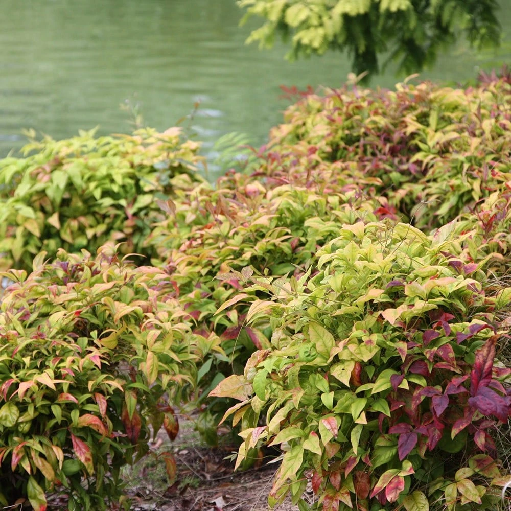 Nandina Domestica 'Fire Power' 2 Nandina Domestica 'Fire Power' - Image 2