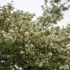 Osmanthus × Burkwoodii 6 Osmanthus × Burkwoodii -Cheap Plants Store pl0000004171 card4 lg