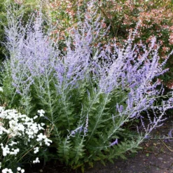 Perovskia 'Blue Spire' 8 Perovskia 'Blue Spire' -Cheap Plants Store pl0000004182 card4 lg