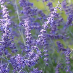 Perovskia 'Blue Spire' 9 Perovskia 'Blue Spire' -Cheap Plants Store pl0000004182 card5 lg