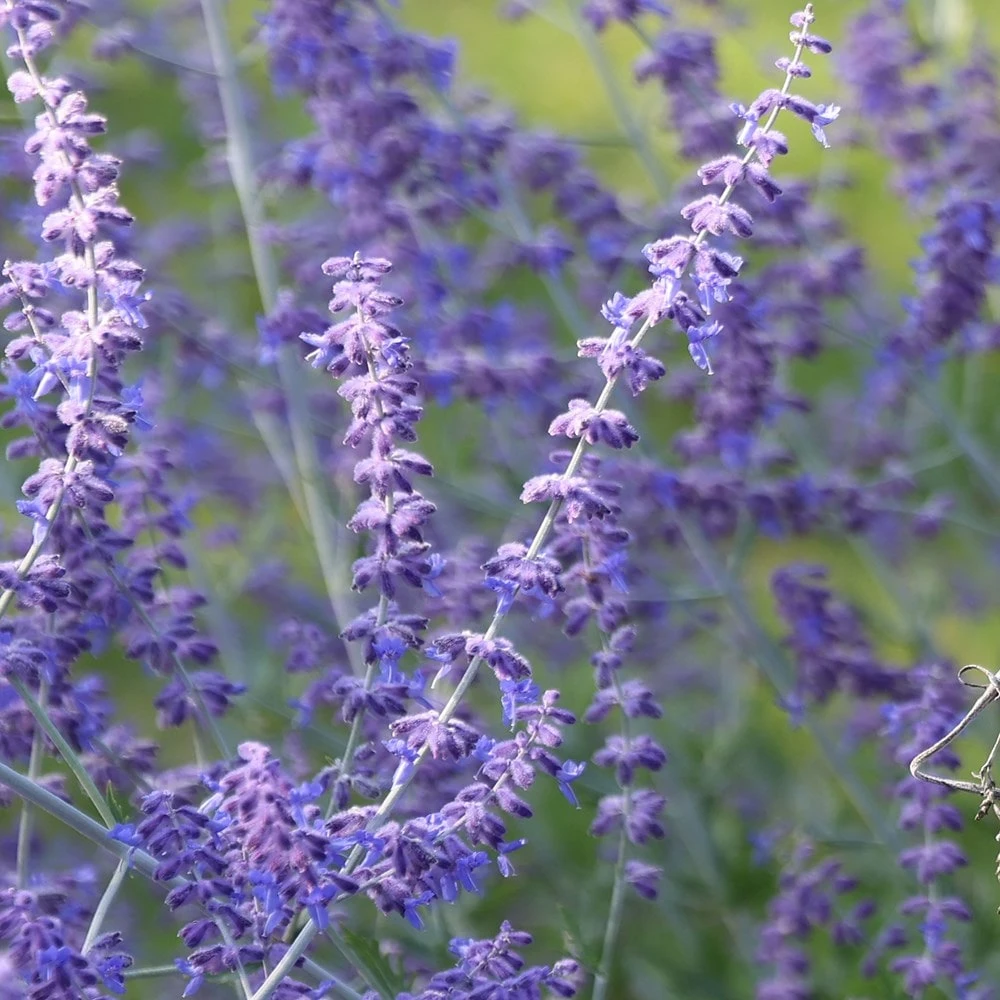 Perovskia 'Blue Spire' 5 Perovskia 'Blue Spire' - Image 5
