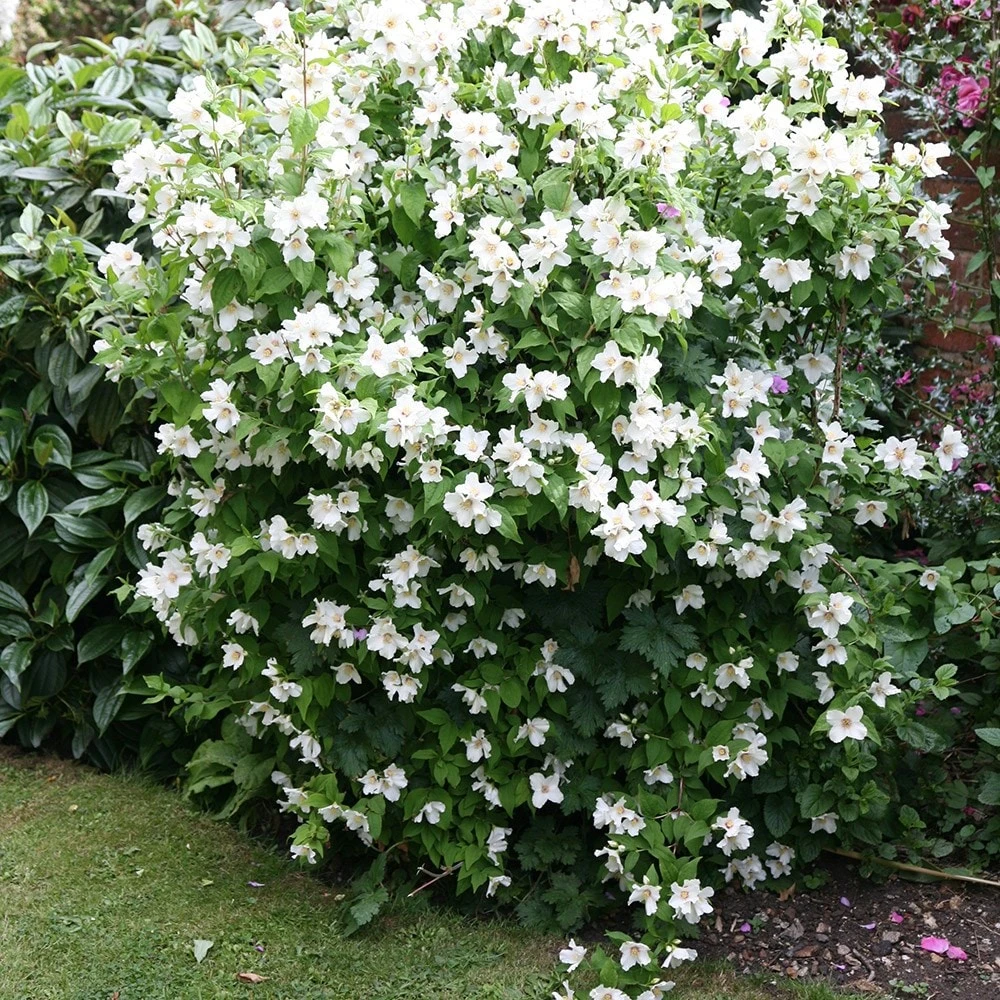 Philadelphus 'Belle Étoile' 2 Philadelphus 'Belle Étoile' - Image 2