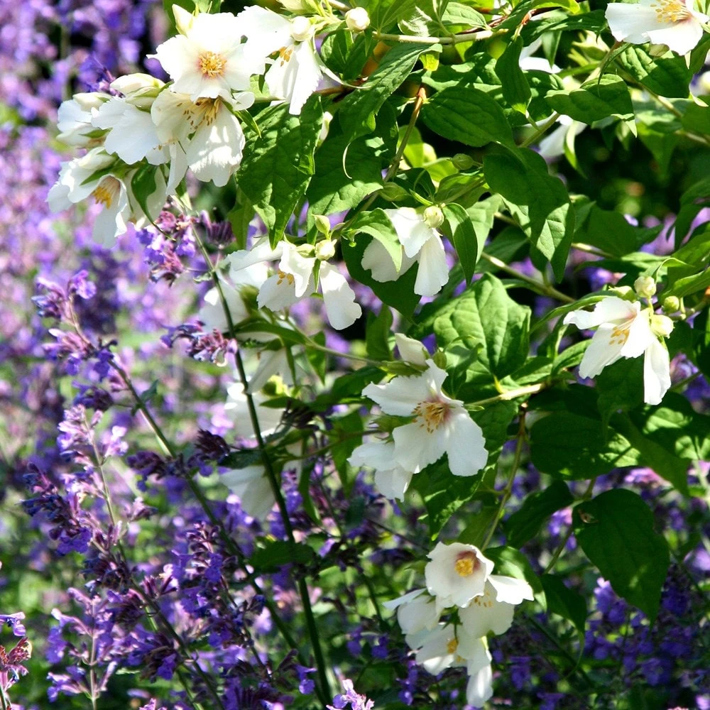 Philadelphus 'Belle Étoile' 3 Philadelphus 'Belle Étoile' - Image 3