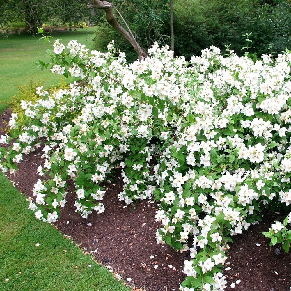 Philadelphus 'Belle Étoile' 4 Philadelphus 'Belle Étoile' - Image 4
