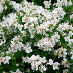 Philadelphus 'Belle Étoile' 9 Philadelphus 'Belle Étoile' -Cheap Plants Store pl0000004184 card5 lg