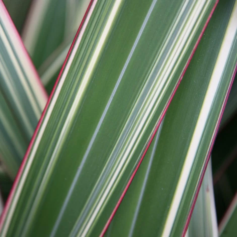 Phormium Cookianum Subsp. Hookeri 'Tricolor' 1 Phormium Cookianum Subsp. Hookeri 'Tricolor'
