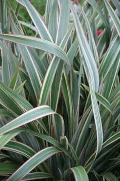 Phormium Cookianum Subsp. Hookeri 'Tricolor' 5 Phormium Cookianum Subsp. Hookeri 'Tricolor' -Cheap Plants Store pl0000004203 card3 lg