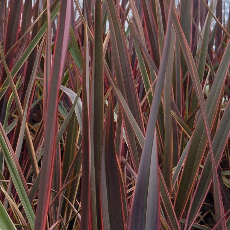 Phormium 'Maori Queen' 1 Phormium 'Maori Queen'